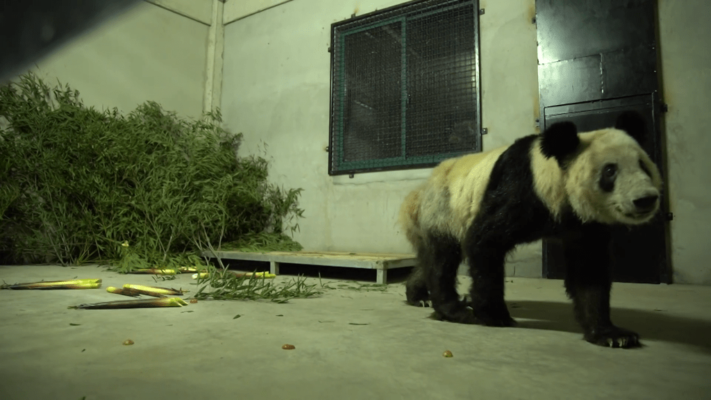 大熊猫「丫丫」在镜头前走过，精神尚好。