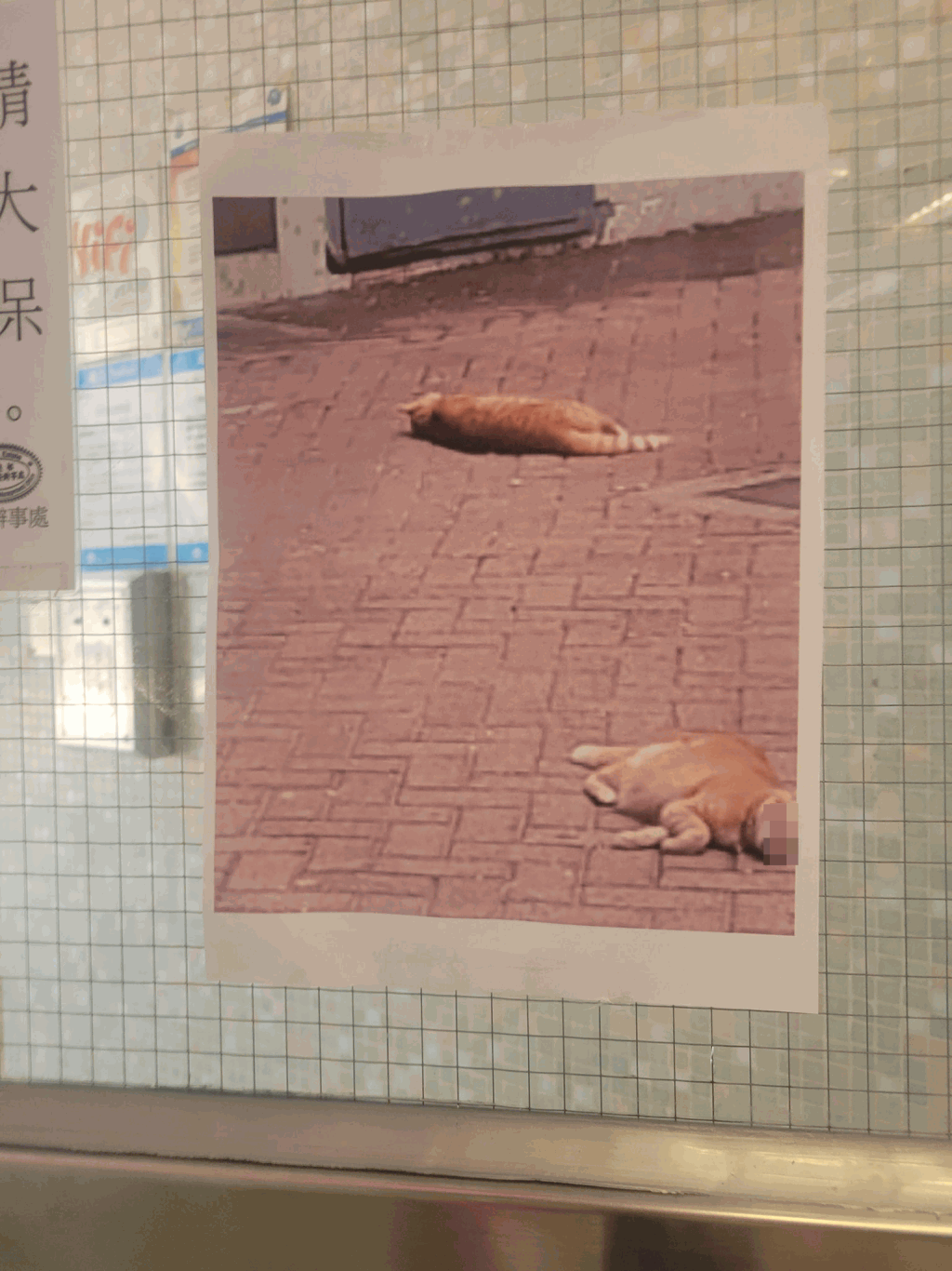 事后有人将两只猫倒毙的相片贴在大厦门口。网上图片