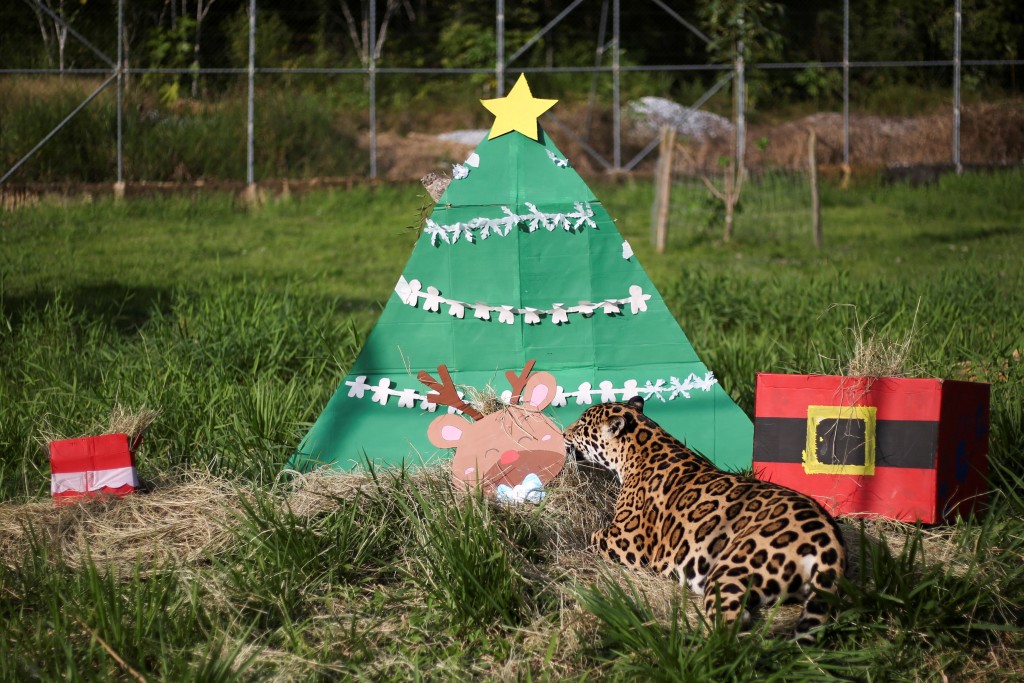 哥倫比亞一間動物園慶祝聖誕。路透社