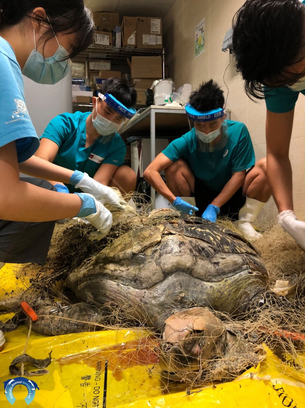 海洋動物影像解剖研究小組FB圖片