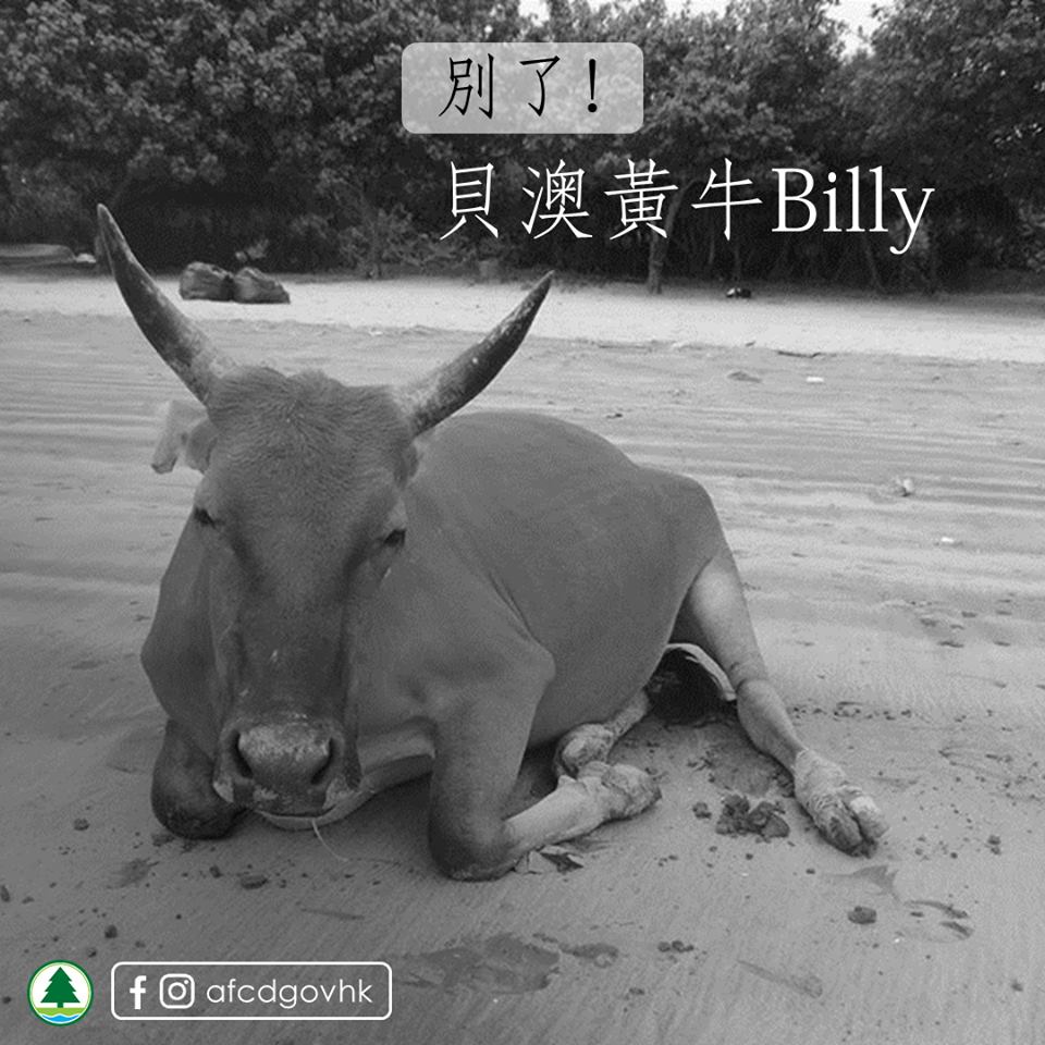 漁護署昨日在facebook專頁發帖,指自細在貝澳生活、性格溫馴的黃牛Billy不幸離世。