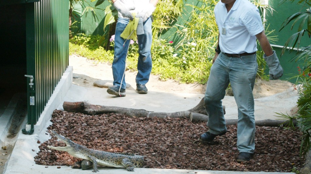 2004年小灣鱷「貝貝」遷新居 。資料圖片