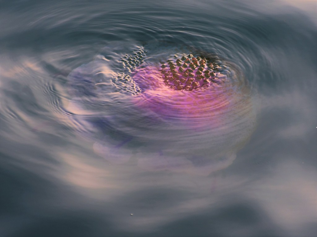 自然生態公開組亞軍《看似有菠蘿釘的粉紅色水母》。fb「赤灣四季賞 Tolo Appreciation」圖片