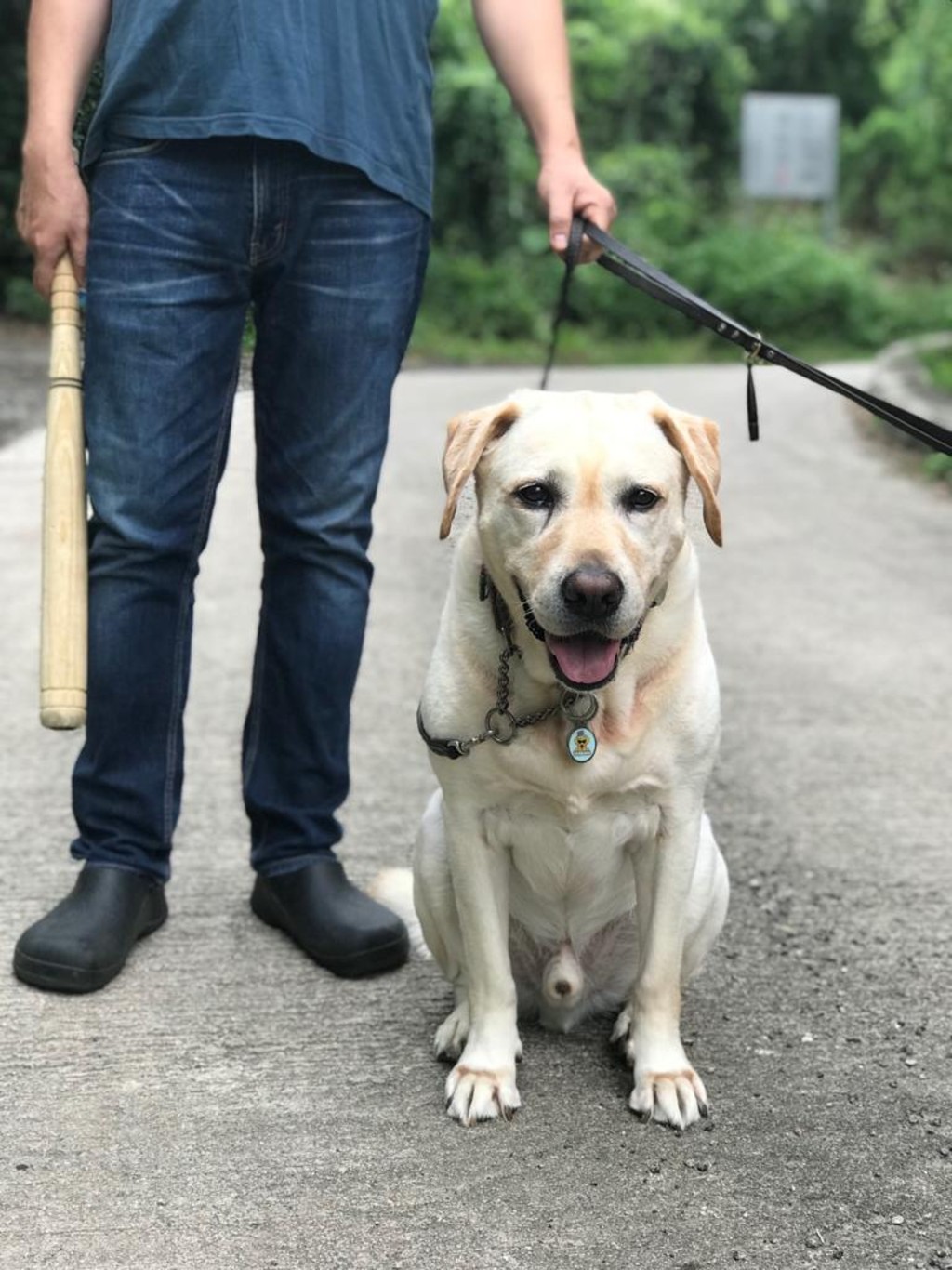 圖為導盲犬「Google」。FB專頁「香港動物報」圖片