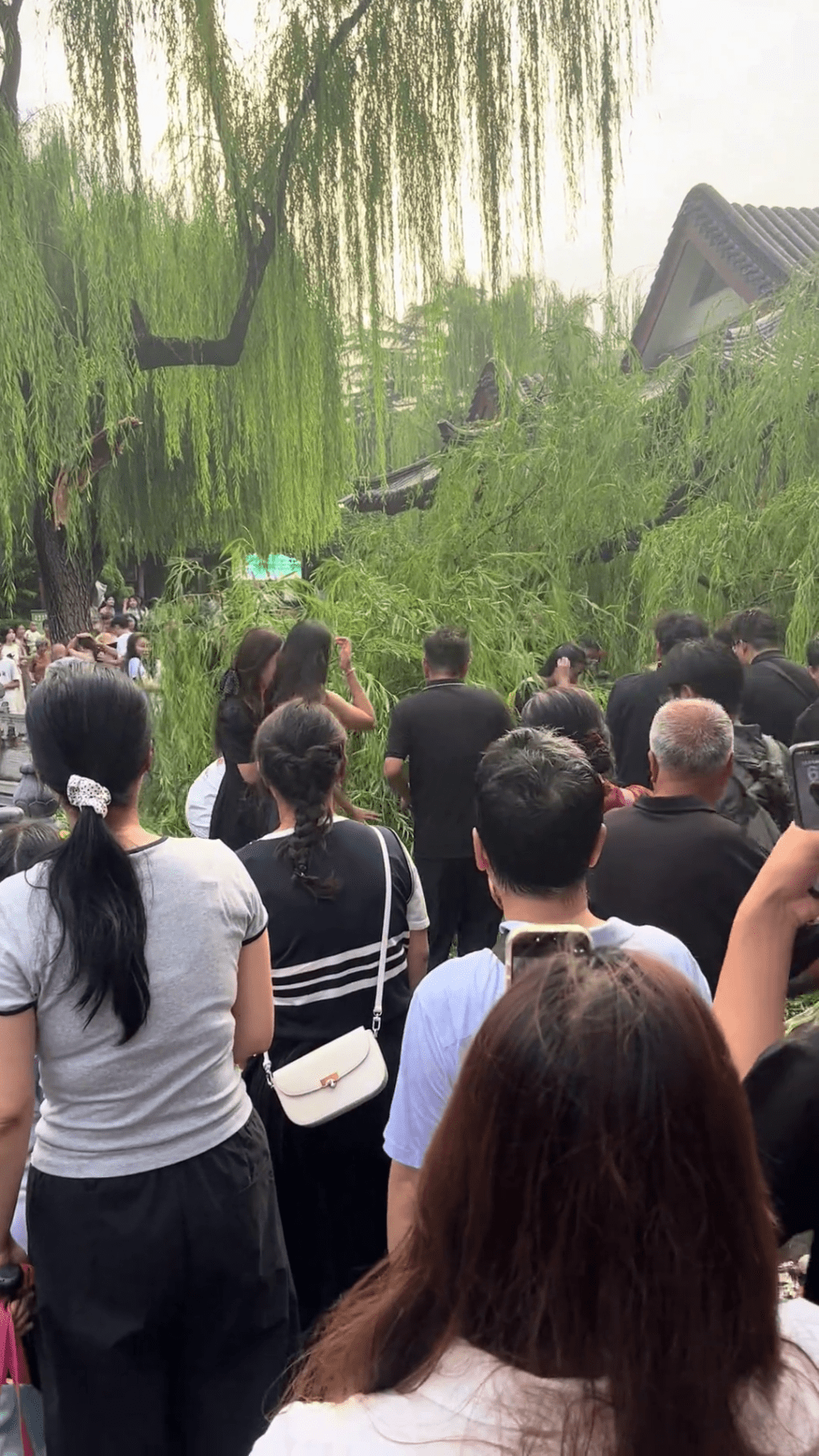 大樹倒下，現場傳來尖叫聲。