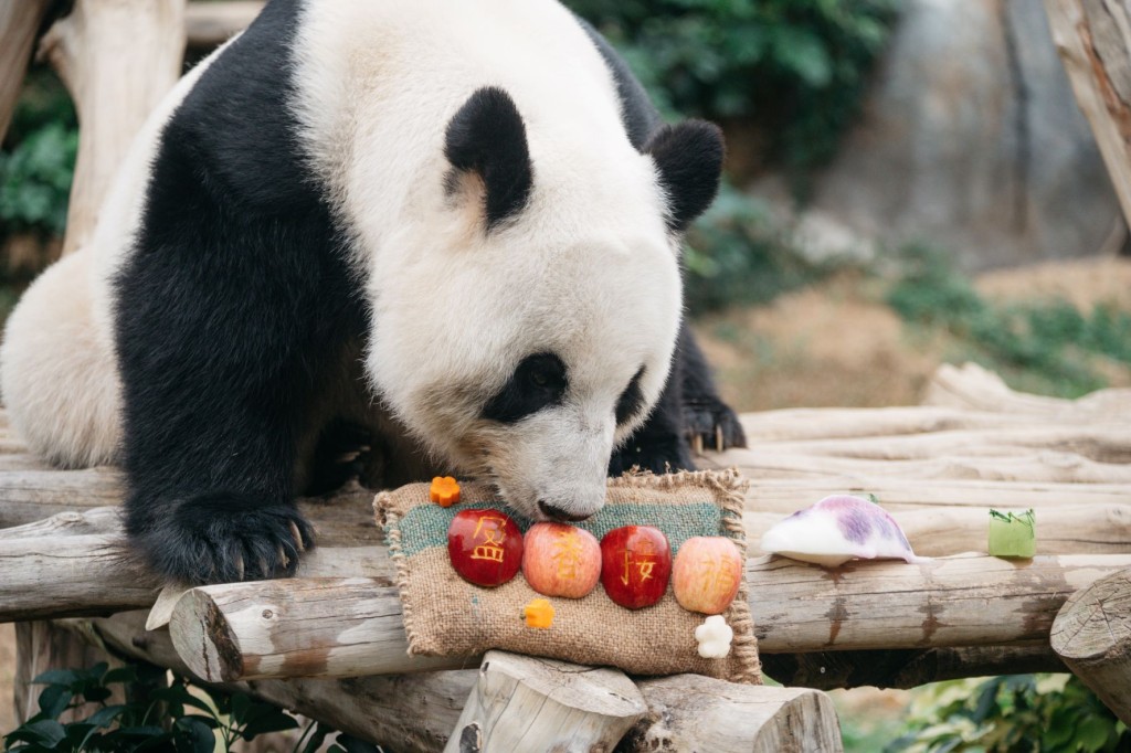大熊貓享用賀年美食。海洋公園圖片