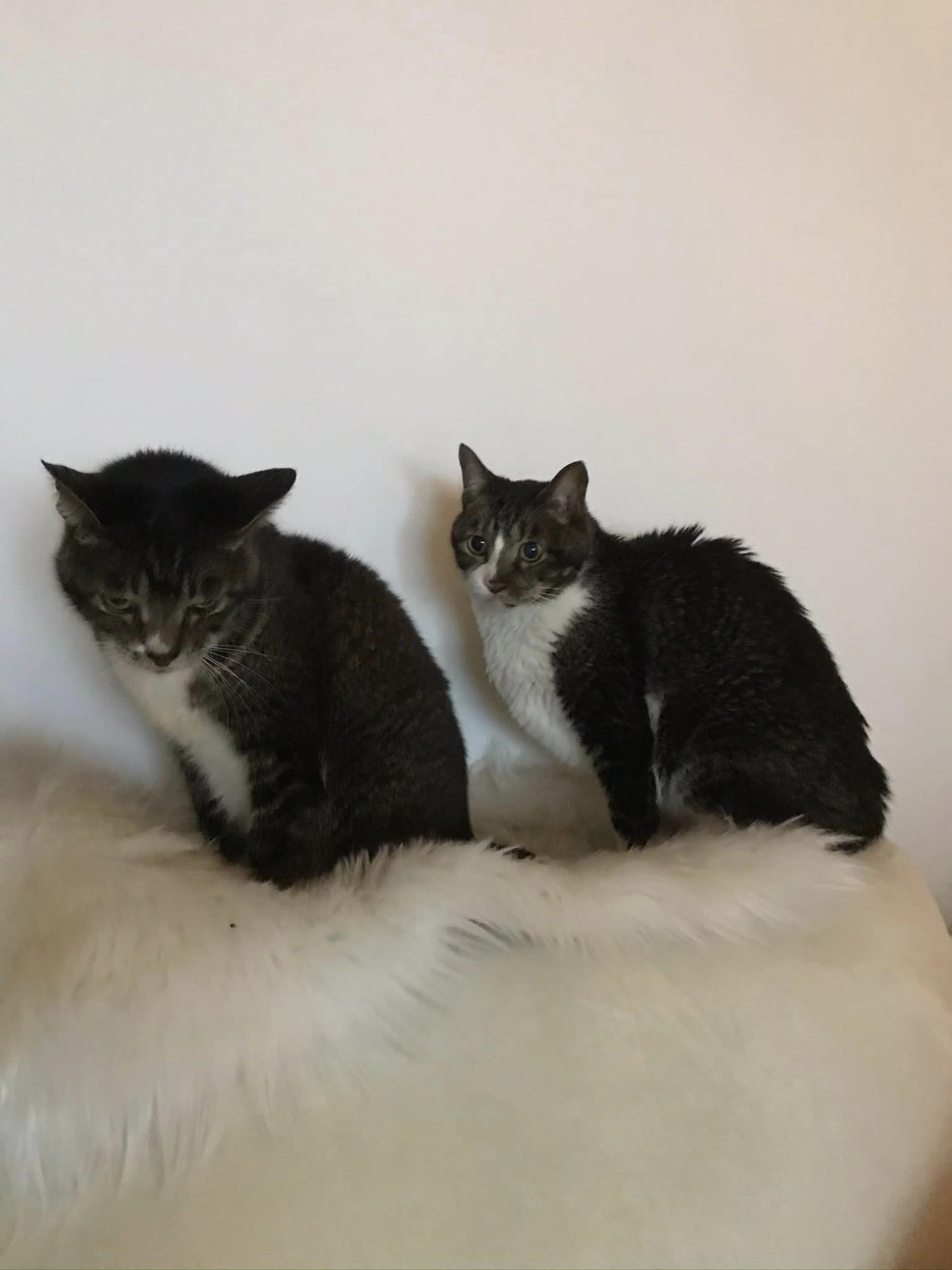黎芷珊與張達倫拍拖期間領養了兩隻貓咪吱吱和喳喳。