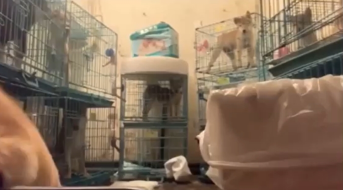 影片截圖,籠叠籠。香港動物報FB