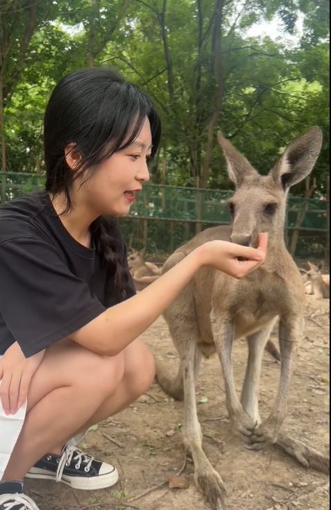 有遊客在網上發文，稱在上海野生動物園袋鼠打傷。示意圖