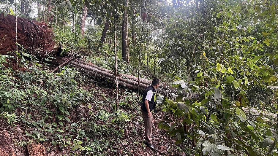 泰国清迈塌树压中吊桥。 Khaosod