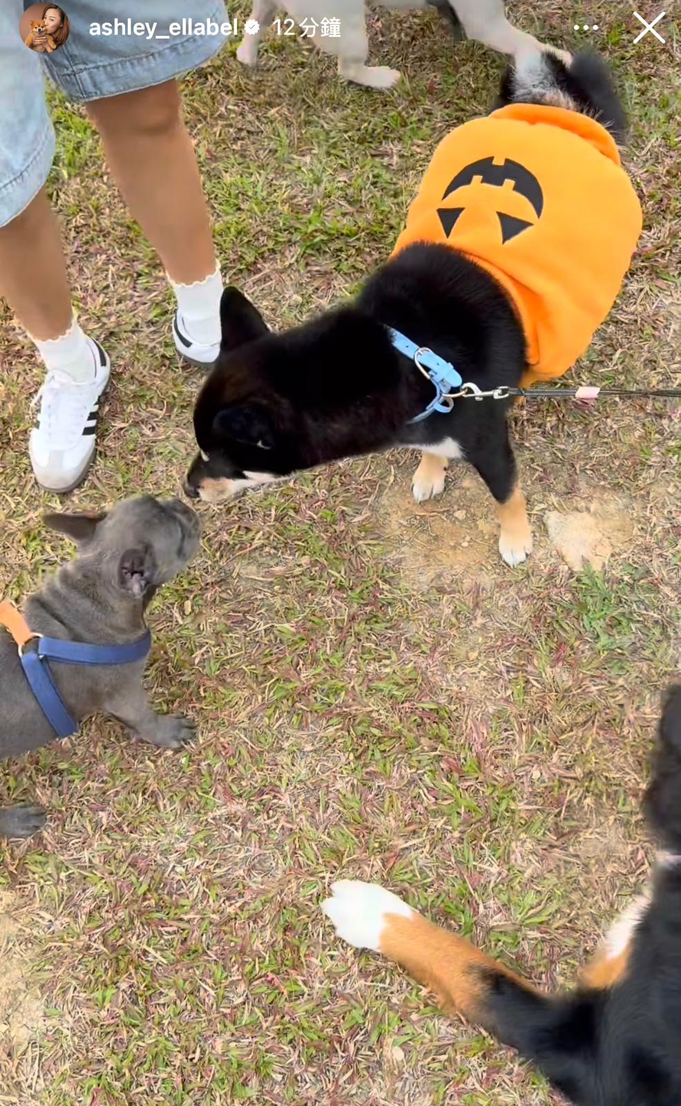 朱智賢最後親自帶愛犬去散步。