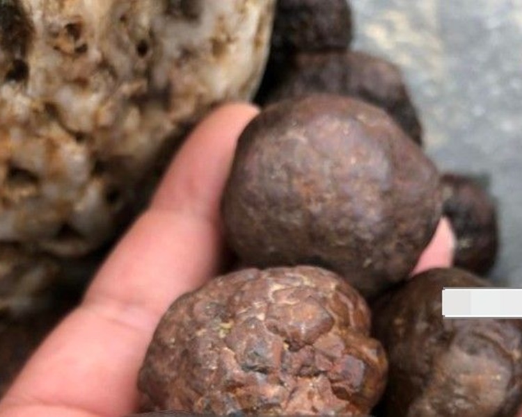 河道上下游共300米左右的範圍內都能見到「石蛋」。網圖