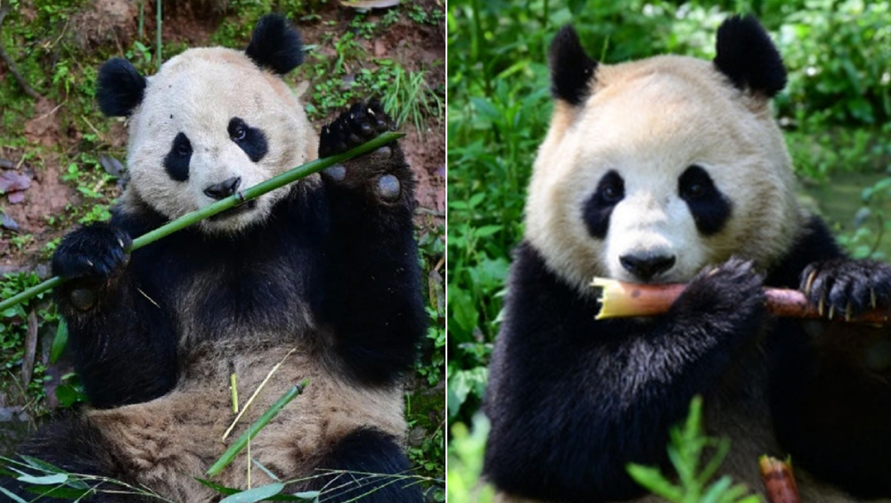 中國大熊貓「雲川」（左）和「鑫寶」（右）啟程赴美。 （中國野生動物保護協會） 