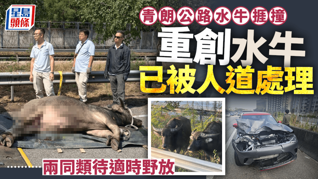 青朗公路水牛捱撞｜重創水牛已被人道處理 漁護署移走附近兩同類待適時野放