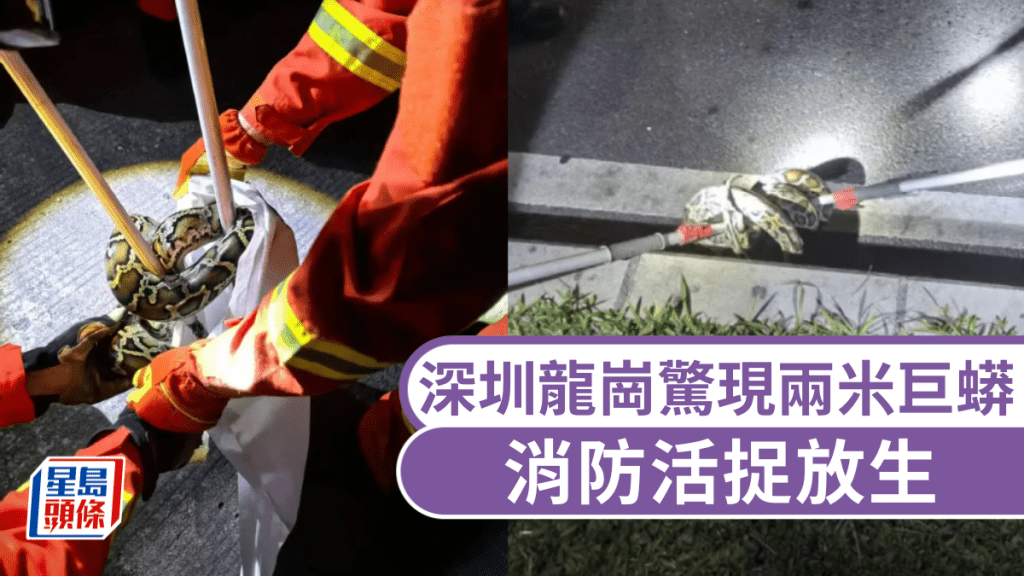 深圳龍崗兩米巨蟒攔路，消防活捉放生。