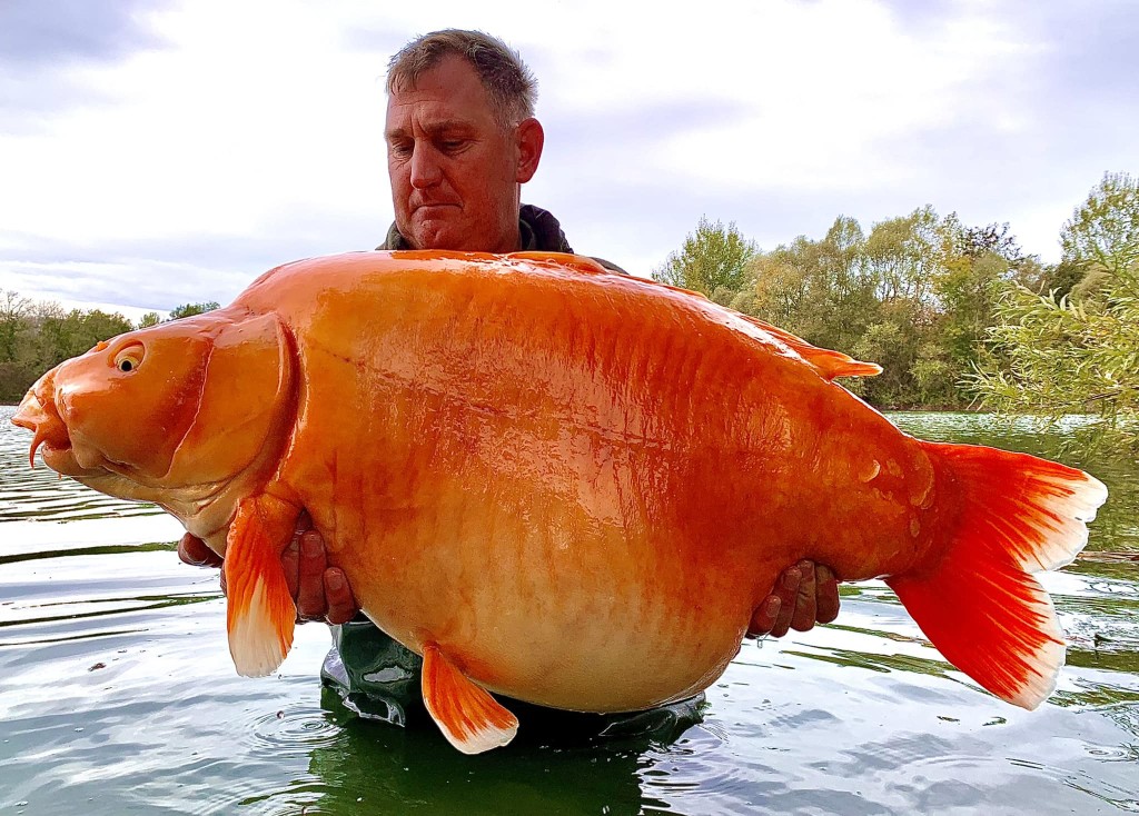 金魚王「紅蘿蔔」離世，釣友上傳合照留悼念。網圖