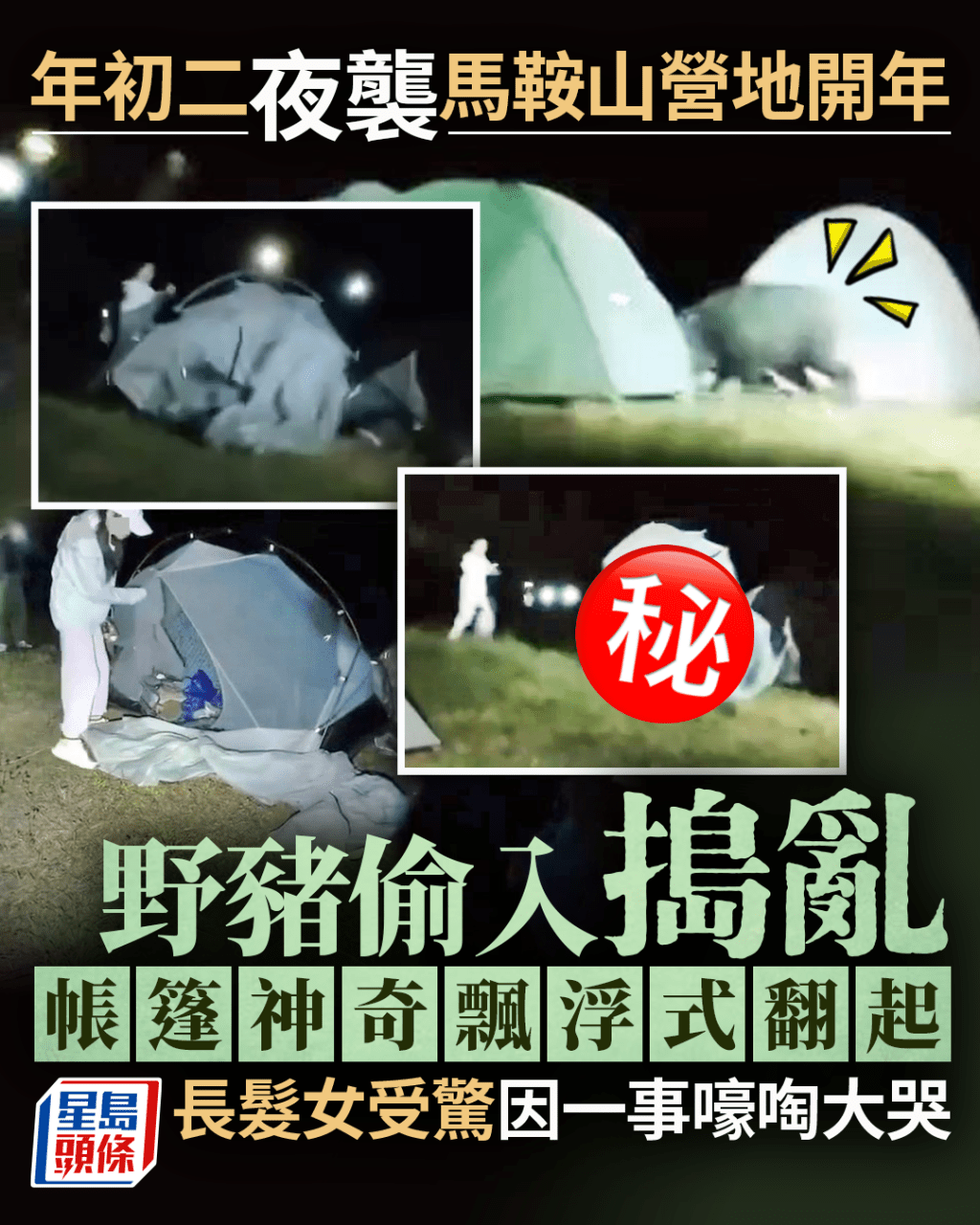 野豬年初二夜襲馬鞍山營地 偷入搗亂帳篷神奇飄浮式翻起 長髮女受驚因一事大哭｜Juicy叮
