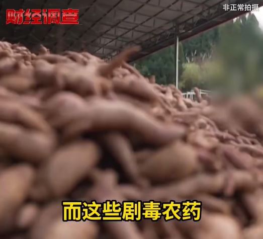 當地村民指這裡的番薯種植者正在使用含毒農藥甲拌磷來殺蟲。（圖：央視《財經調查》）