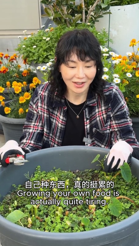 有好多超大型盆栽。 有好多超大型盆栽。