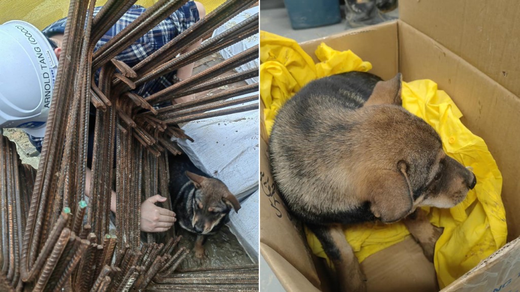 大埔地盤狗狗被困 工人搬開鋼筋救起獲讚:職安真漢子好有愛。FB群組「天下貓貓領養及義工討論區」