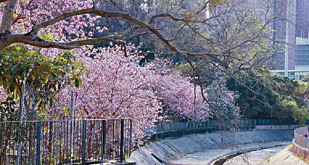 ■屯門嶺大運動場附近宮粉羊蹄甲開得燦爛。
