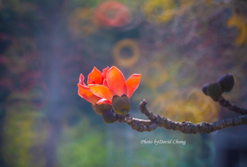 木棉开花象徵春到。图片授权David Chung