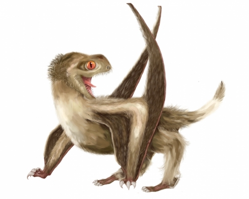 是次研究发现翼龙有至少4种羽毛。而这4种羽毛亦见于两大恐龙类别。 香港大学图片