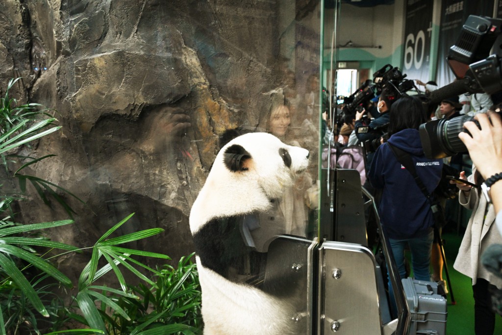 海洋公園大熊貓安安和可可傳媒率先拍攝見面：可可。蘇正謙攝