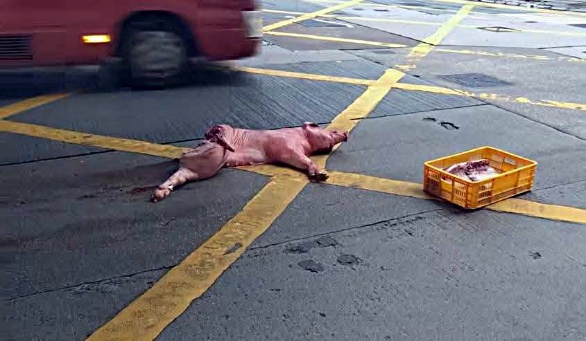 北角渣華道路中出現多件豬殼。fb：車cam L（香港群組）