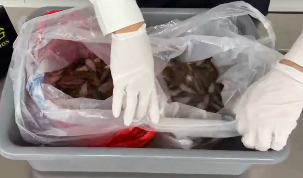 女旅客經羅湖海關北上時，被海關揭發在裙內藏著229條活魚。海關發布