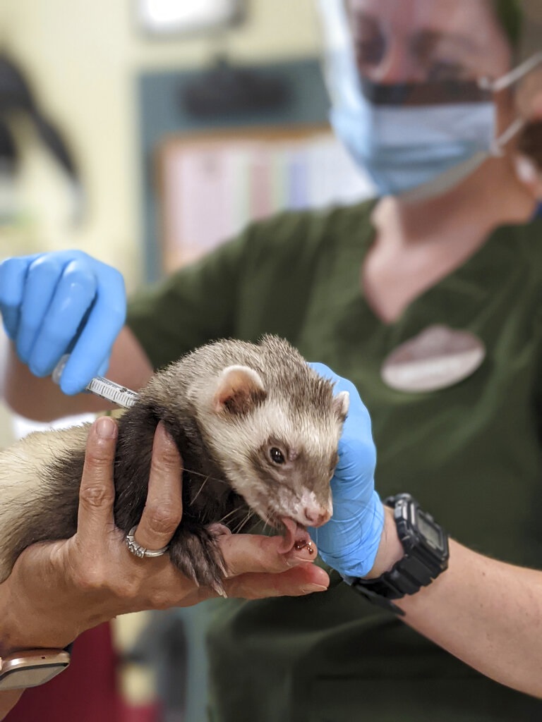 奧克蘭動物園是第一個使用專門為動物配製的實驗性疫苗，以保免受新冠病毒感染的動物園。AP圖片