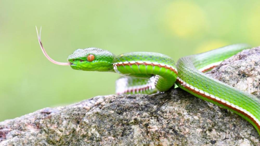 氣溫開始往回升，蛇蟲亦開始活躍。 新華社資料圖