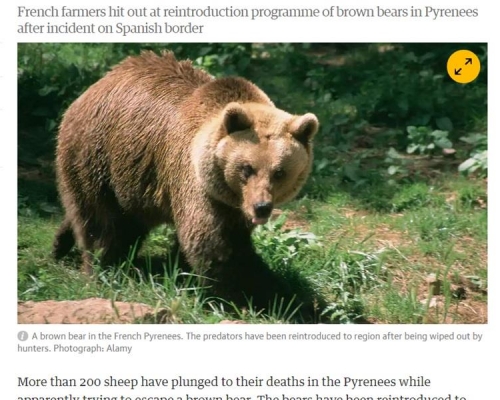 200多隻羊為躲避一隻棕熊的追逐而墜崖死亡。