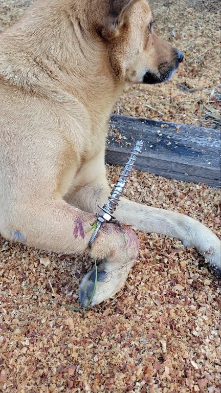 爱协指日前有主人带同小狗到落马洲郊游，其间被捕兽器弄伤右前腿。爱协fb图片