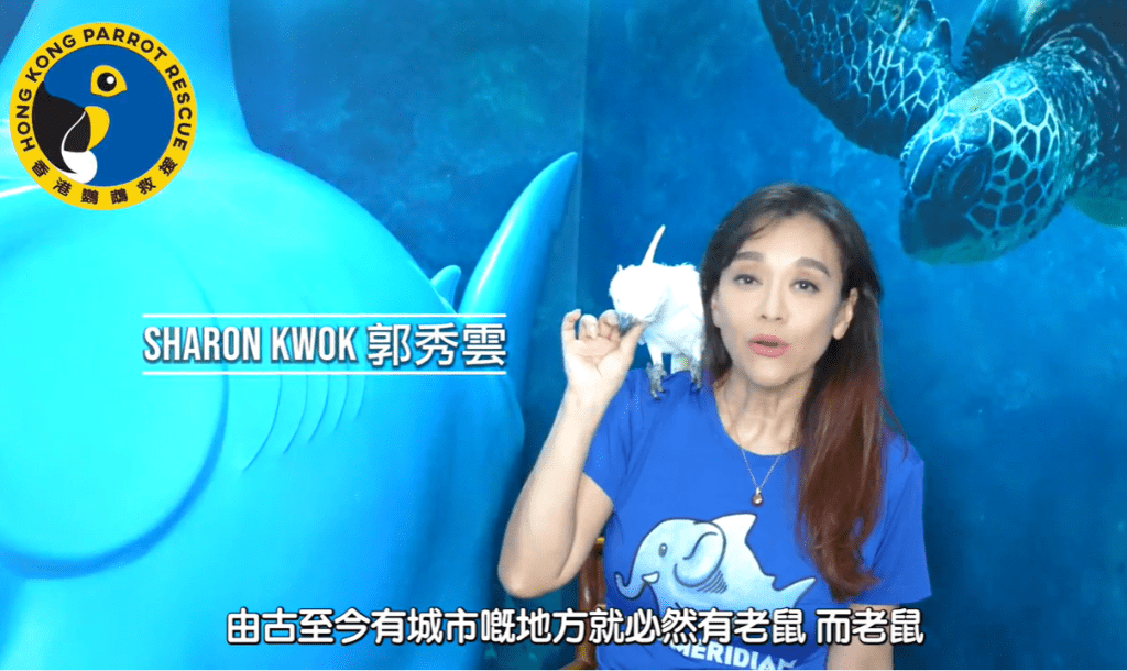 郭秀雲拍片希望大眾留意到「老鼠膠板」對動物做成傷害。截自《香港鸚鵡救援》片段
