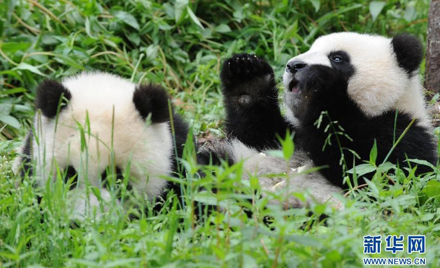两只大熊猫幼崽在碧峰峡基地大熊猫幼儿园内进食。新华网