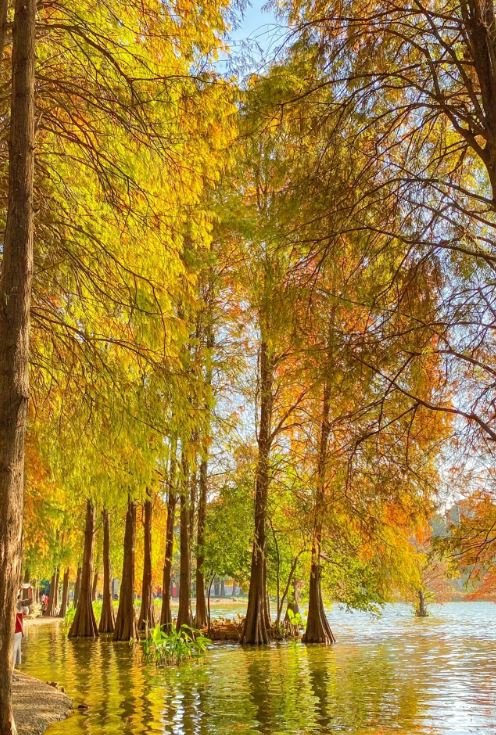 秋意濃濃的洪湖公園