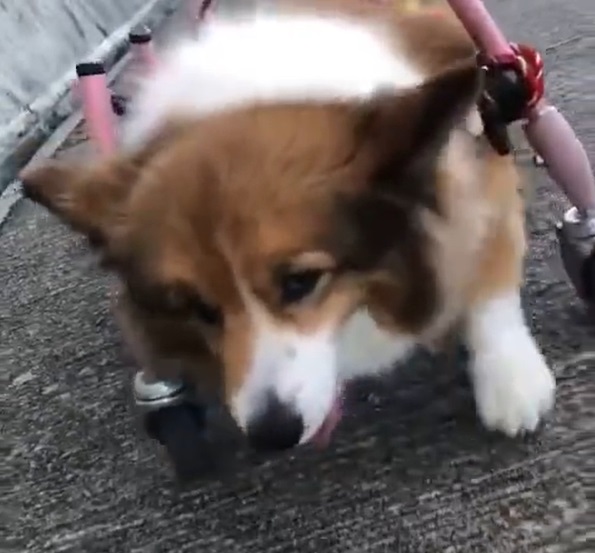 最近奇蹟出現，妹妹可以靠支架行路。