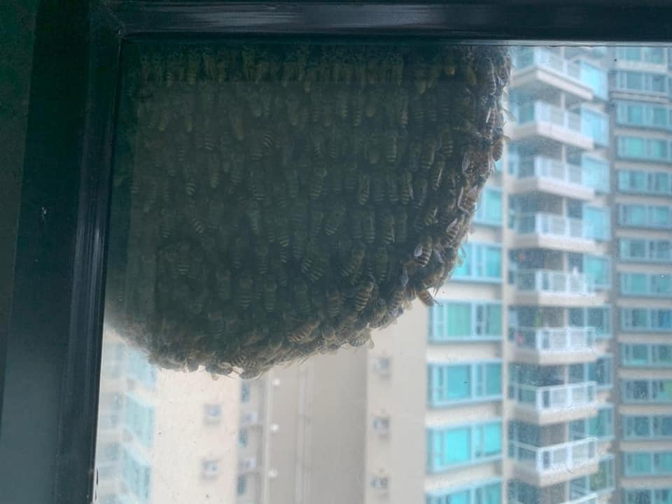 窗邊現巨型蜂巢。。珀麗灣快樂群組FB圖片