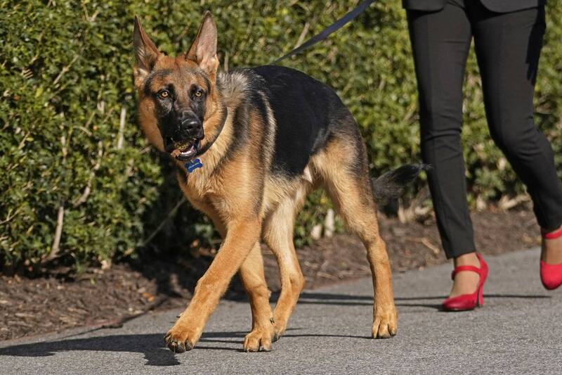 「指挥官」是拜登第2只因咬人而被送出白宫的狗狗。美联社  