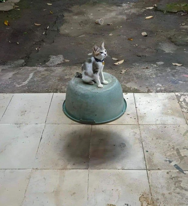 貓貓疑似坐在飛起的盆上。twitter圖