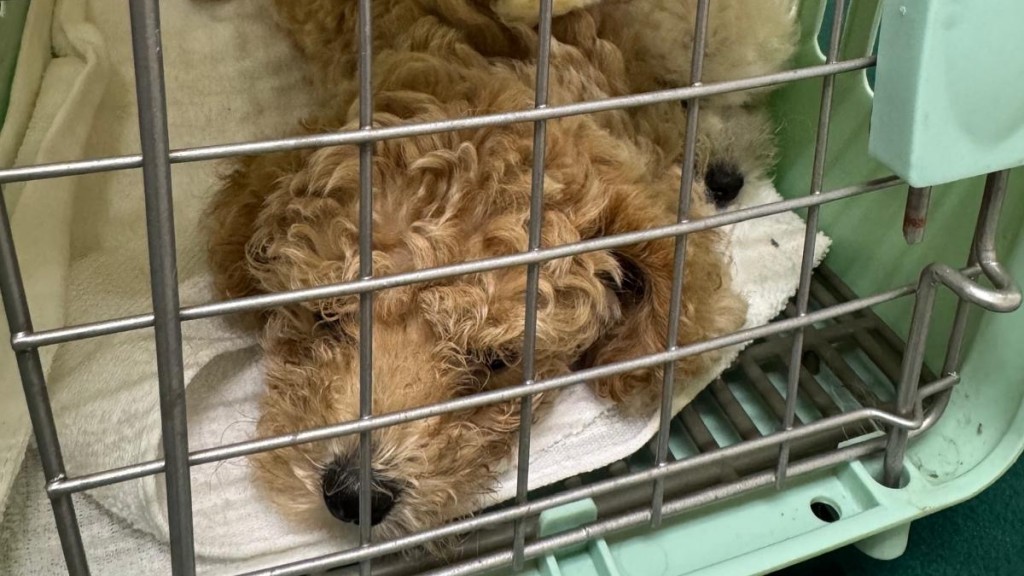 海關截查落馬洲39歲抵港男 揭背囊藏兩活犬