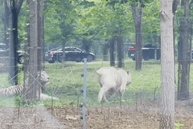 河北動物園兩輛車發生擦碰,多人下車爭論兩隻白虎一旁圍觀。瀟湘晨報 河北動物園兩輛車發生擦碰,多人下車爭論兩隻白虎一旁圍觀。瀟湘晨報