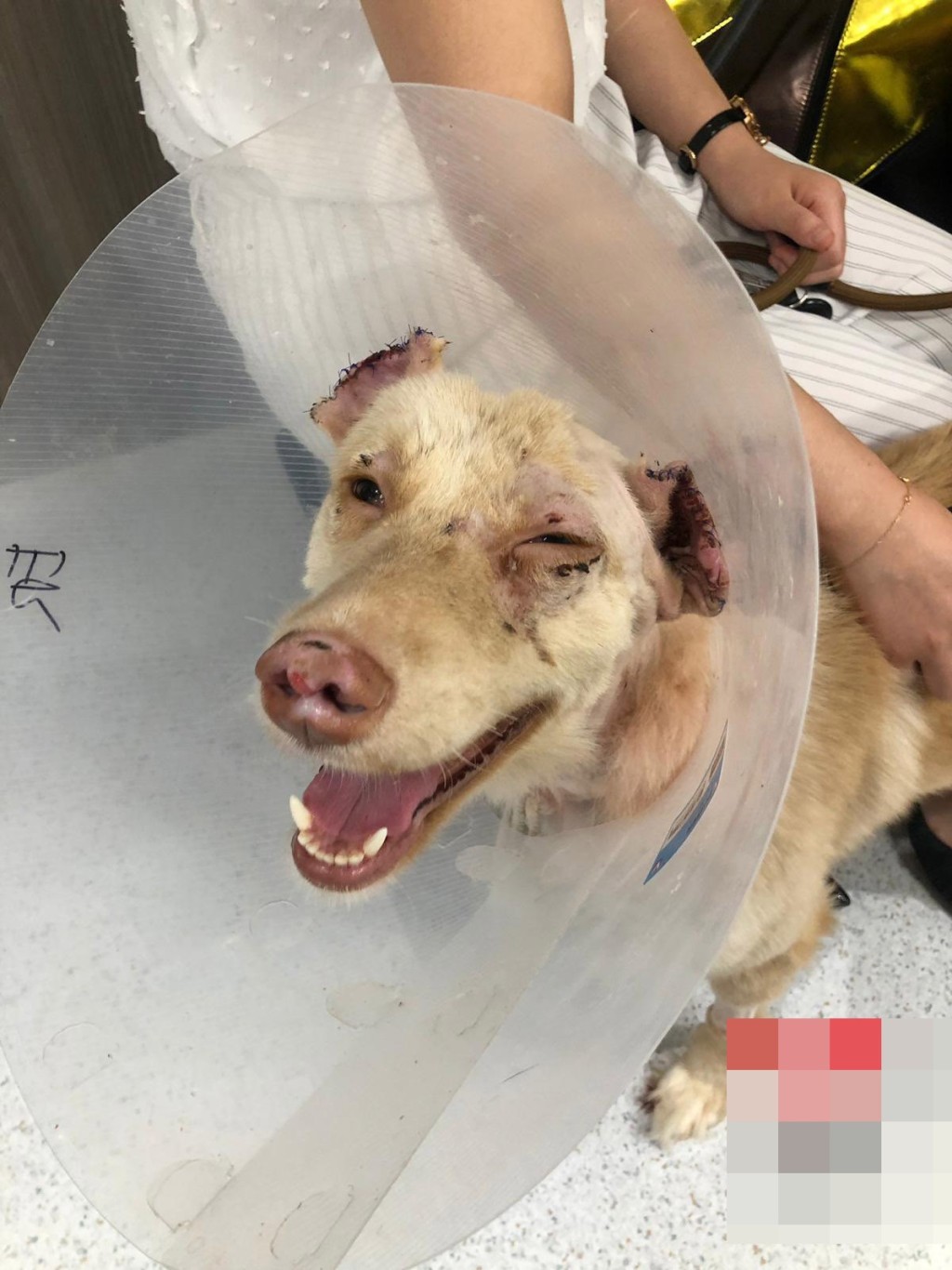 《香港動物報》圖片