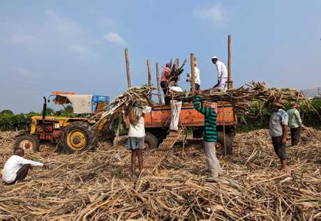 印度糖廠工人將收成的甘蔗放上拖車。路透社