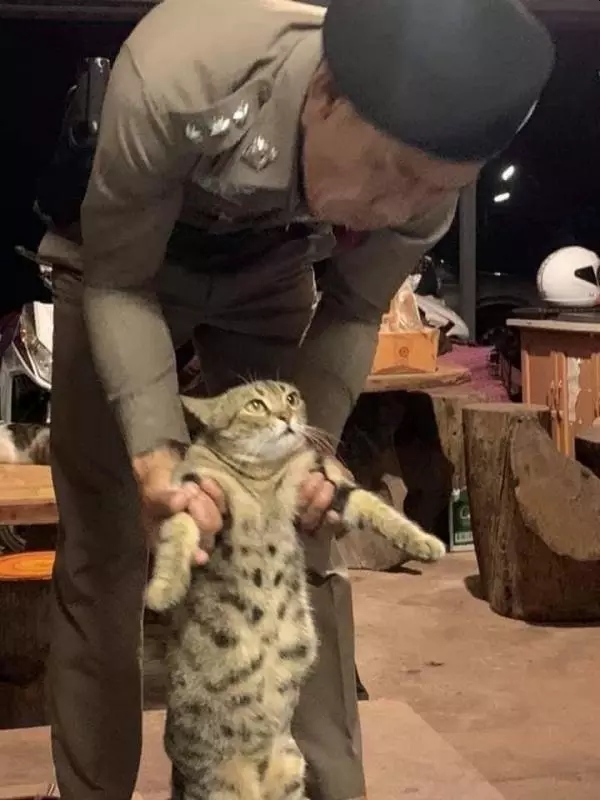 泰國警方逮捕一隻貓。(網圖)