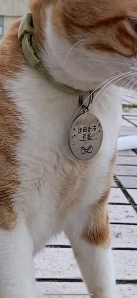 「毛毛」是一街市档主的放养猫。天下猫猫一样猫群组FB