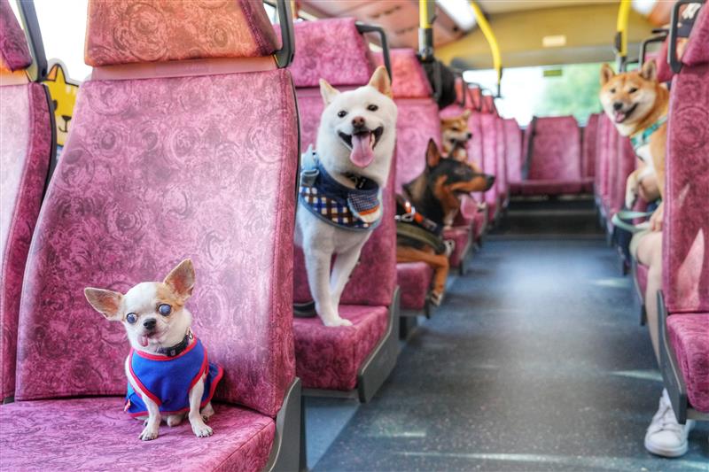 13.九巴寵物巴士 KMB Pet-friendly Bus