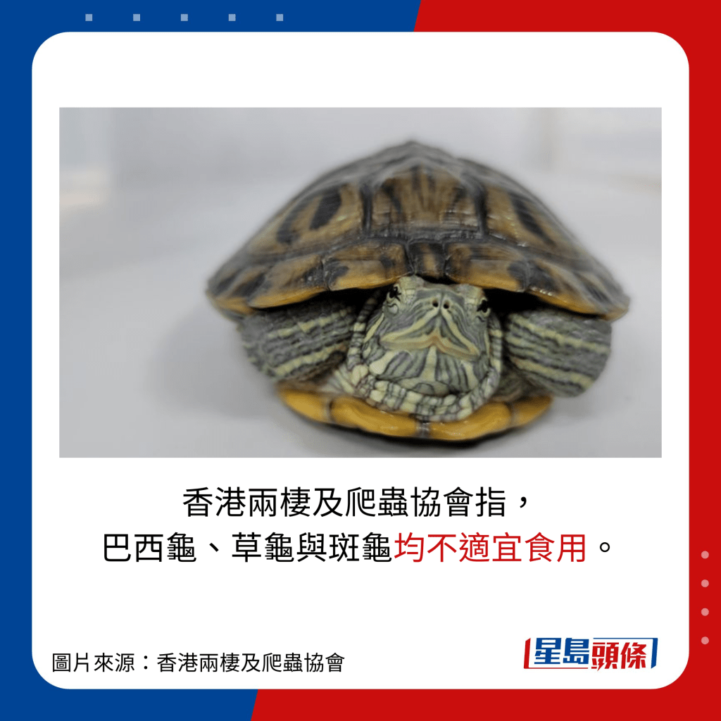 香港兩棲及爬蟲協會指，巴西龜、草龜與斑龜均不適宜食用。