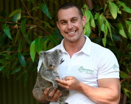 逃過火災一劫又遭逢疫情,澳洲動物園樹熊或面臨斷糧危機。Featherdale Wildlife Park圖